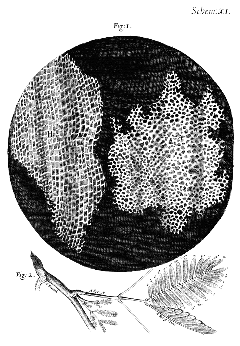 Micrografía tomada por Robert Hooke 