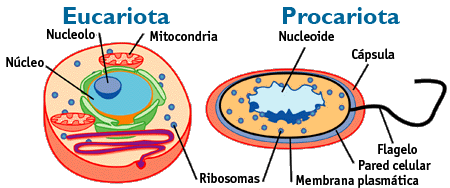 Tipos de células con detalle de sus principales componentes
