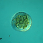 Cianobacterias