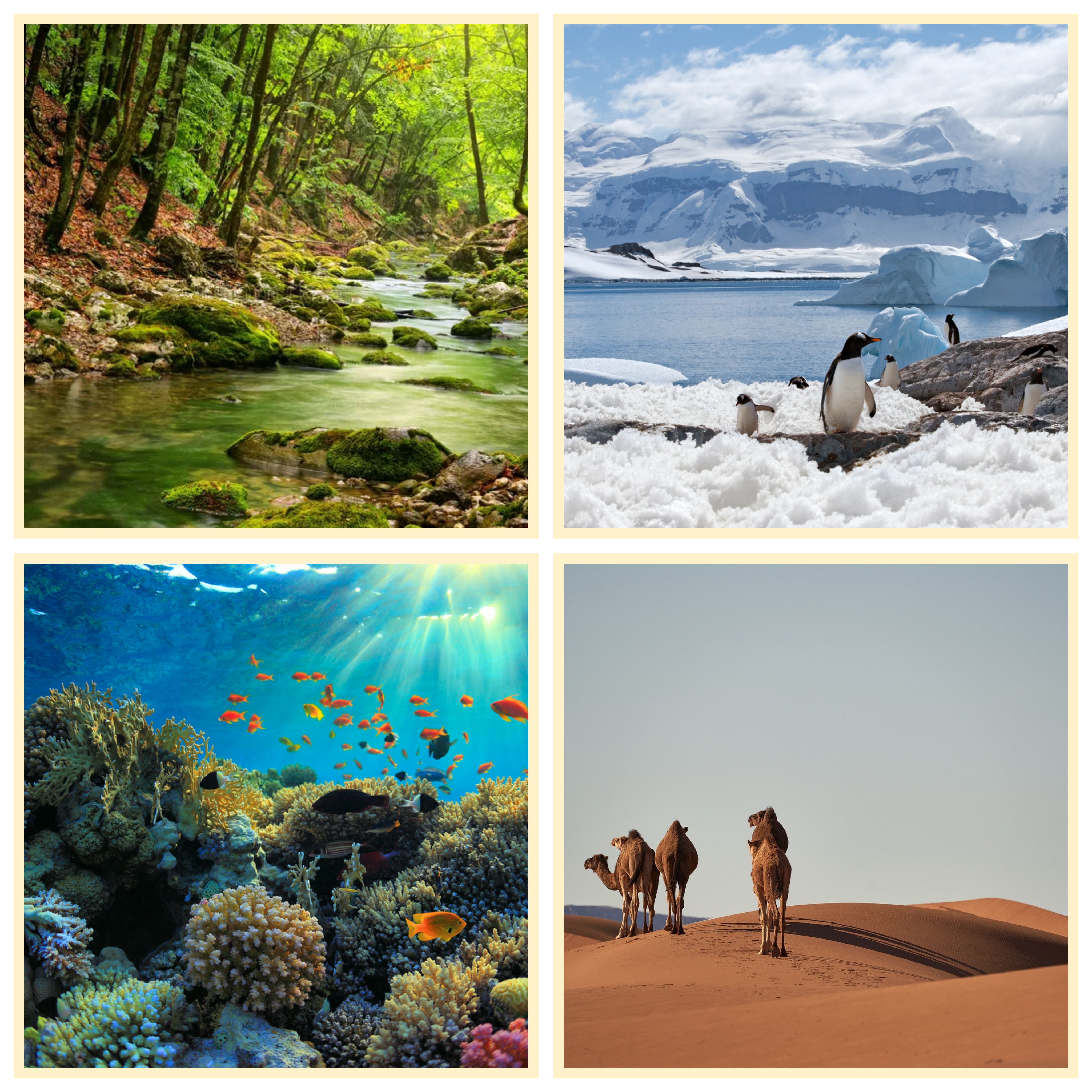 4  fotografías con 4 ecosistemas diferentes (fondo marino, bosque, desierto y región polar)