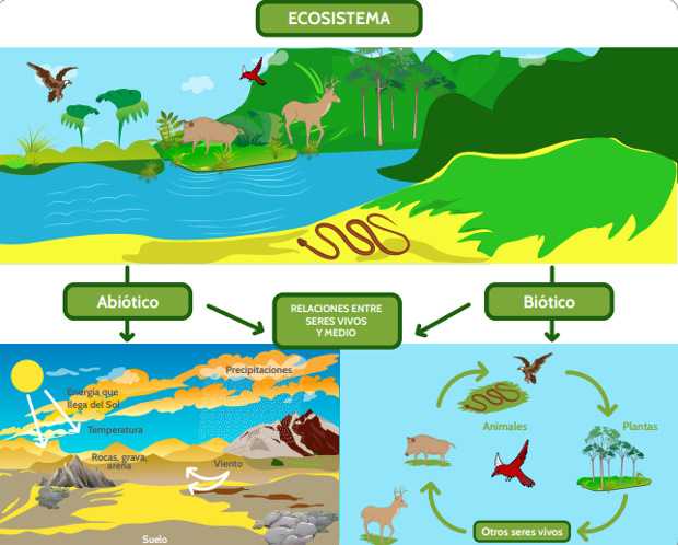 La imagen es un diagrama educativo sobre los ecosistemas, mostrando la interacción entre factores bióticos y abióticos. 