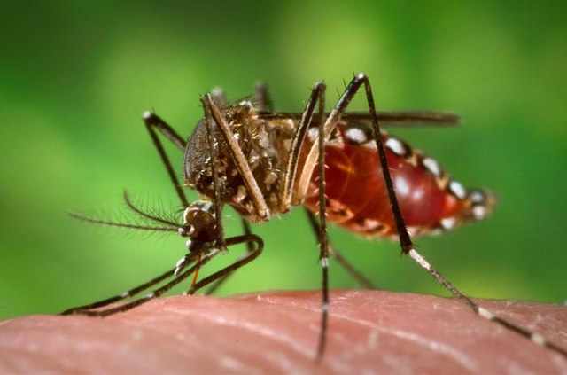 mosquito Aedes aegyptis
