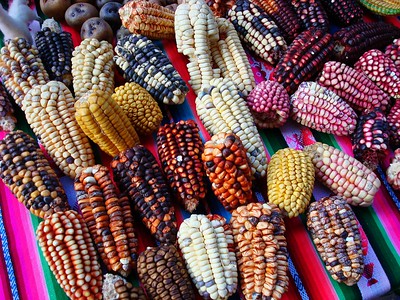 variedades de maíz