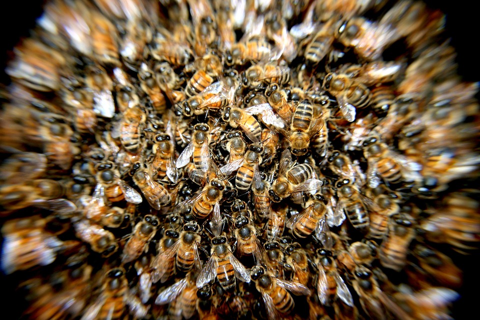 Colmena de abejas 