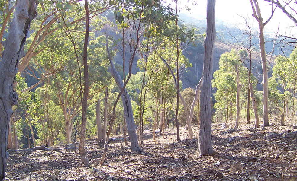 plantación de eucaliptus