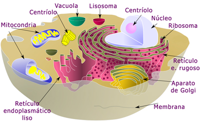 Modelo de célula animal | Las células animales y vegetales.