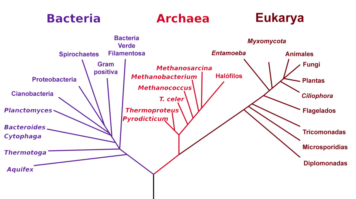 En esta imagen puede apreciarse el árbol filogenético de la vida