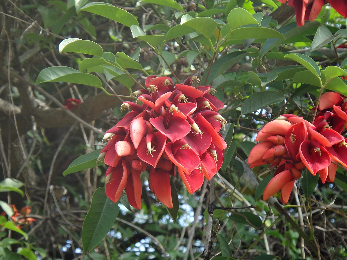 Flor del Ceibo