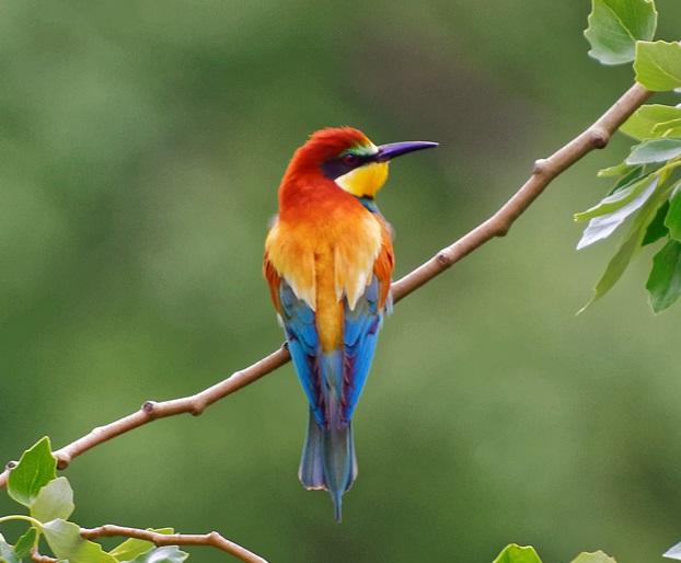 Abejaruco europeo (especie de ave colorida)