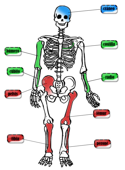 Sus Componentes Sistemas Que Forman Parte Del Cuerpo Humano