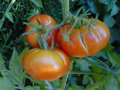 tomate