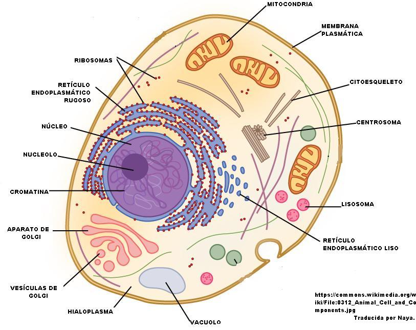 Componentes de una célula animal