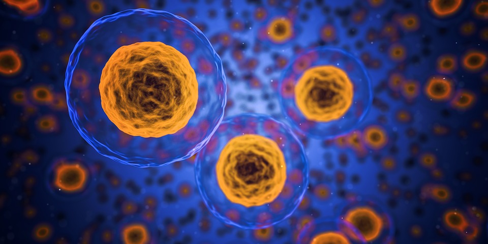 Vista microscópica de células