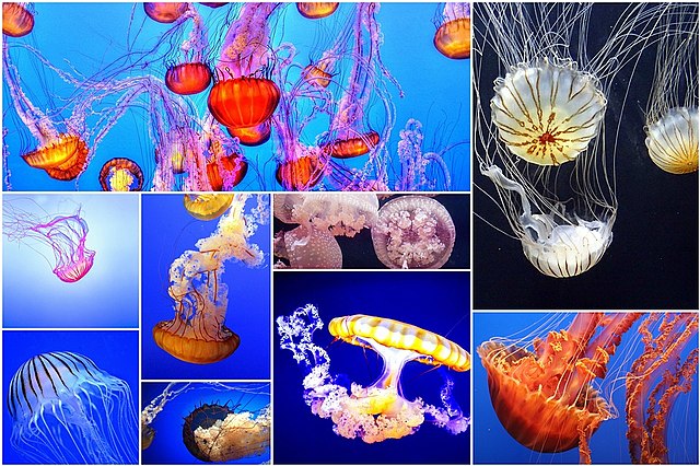 Imagen sobre variedad de medusas