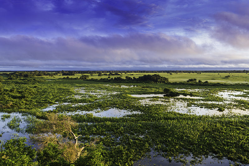 Vista aérea do Pantanal de Mato groso