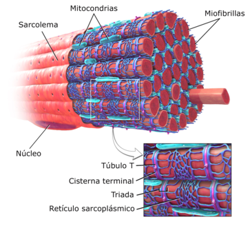 Estructura de una fibra de músculo esquelético.