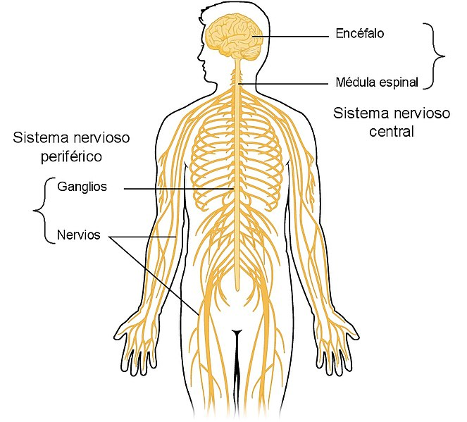 Se muestran los órganos del sistema nervioso.