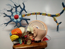 Estrucutras anatómicas que pertenecen al sistema nervioso.