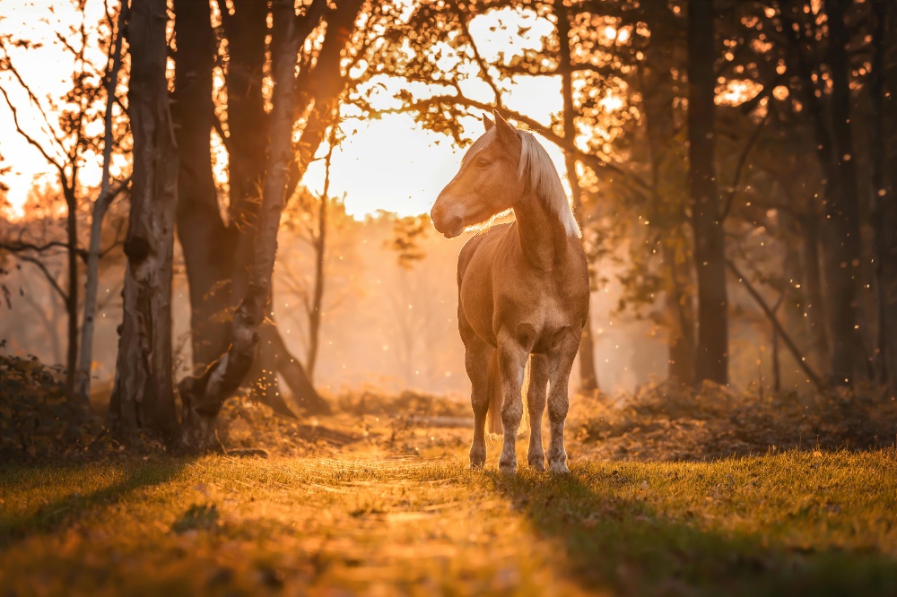 Caballo