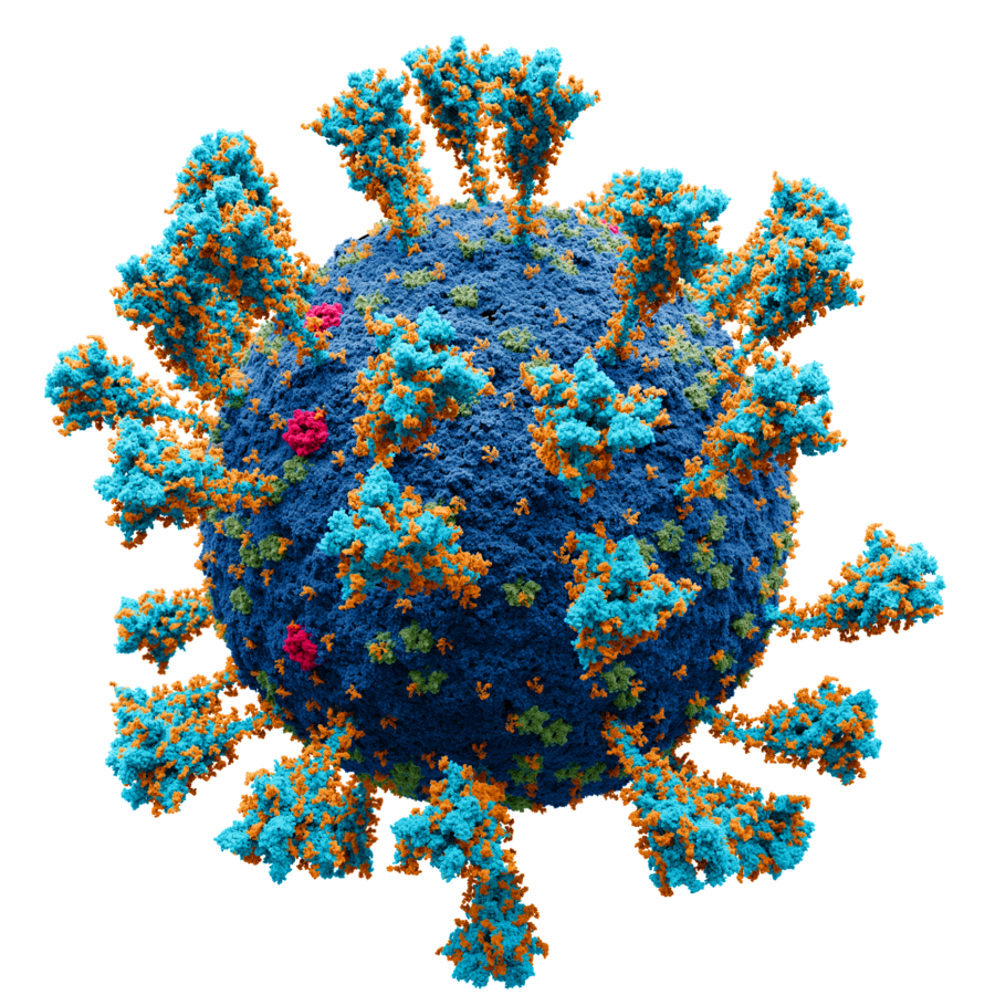 Coronavirus (SARS-CoV-2)