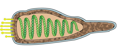 Ampullaviridae