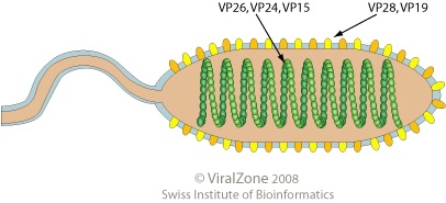 Nimaviridae