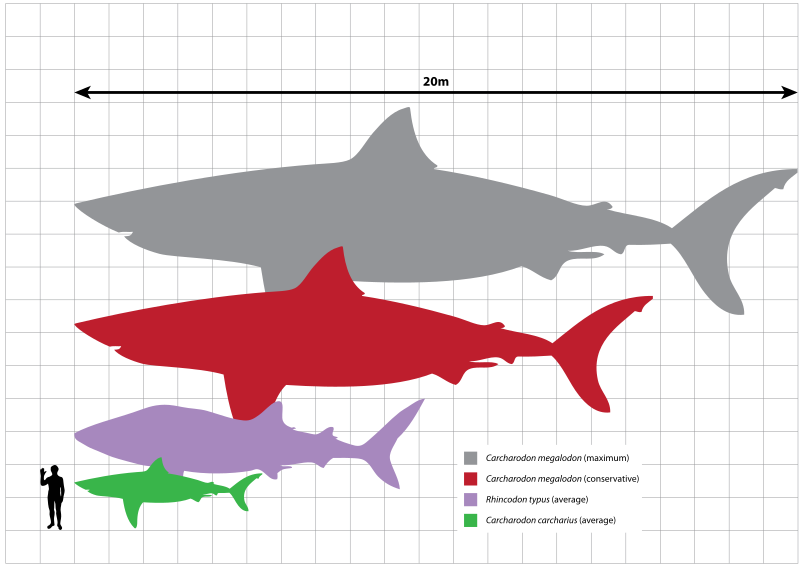 Una ilustración comparativa de la medida de un humano medio en relación a la de los tiburones actuales y prehistóricos. En la zona superior se ve una medida de referencia en metros.