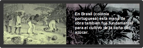En Brasil (colonia portuguesa) esta mano de obra también fue fundamental para el cultivo de la caña de azúcar.