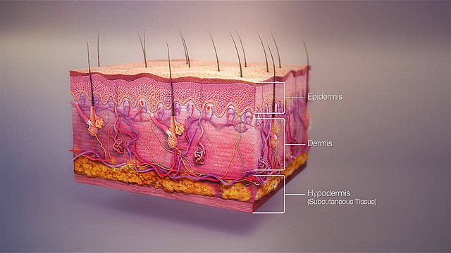 Imagen de la piel y sus capas: epidermis e hipodermis