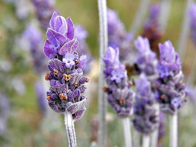 Lavanda