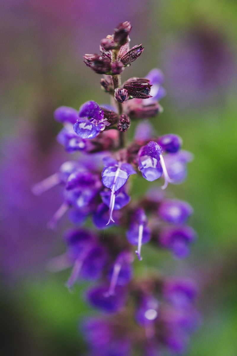 plantas aromáticas