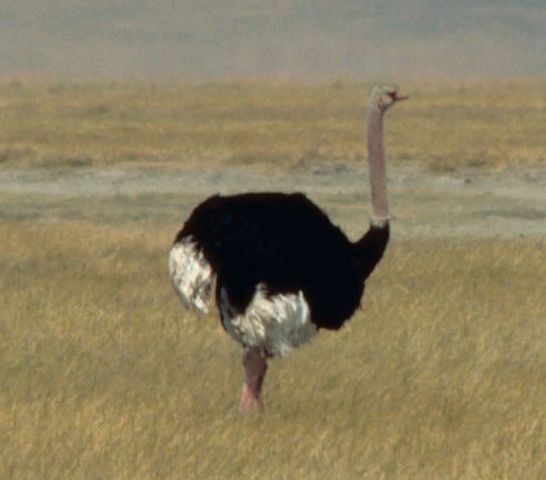 Un avestruz, uno de los bípedos más veloces existentes.