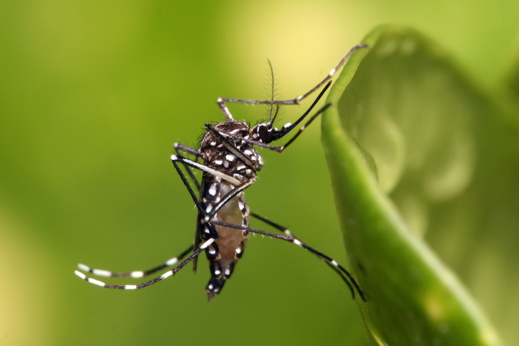 mosquito Aedes aegypti.
