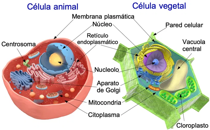 Esta imagen es una comparación entre la célula animal y la célula vegetal, dos tipos de células eucariotas que presentan diferencias en su estructura y algunas funciones.