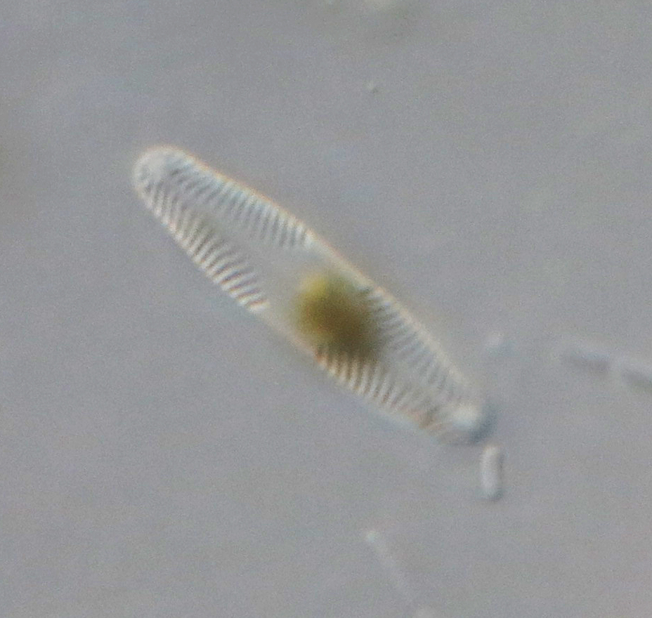 Diatomea. Alga unicelular