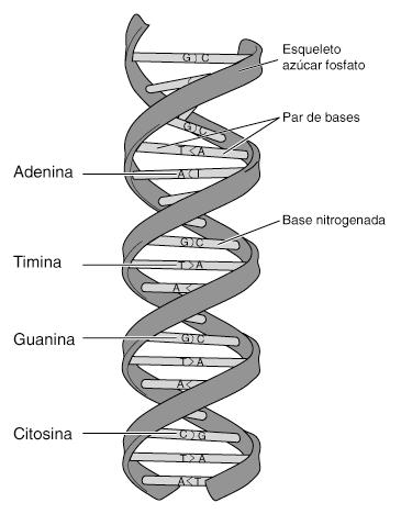 Estrcutura (componentes) del ADN