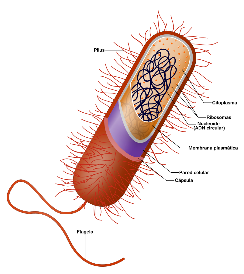 Estrcutura de una célula procariota en una bacteria 