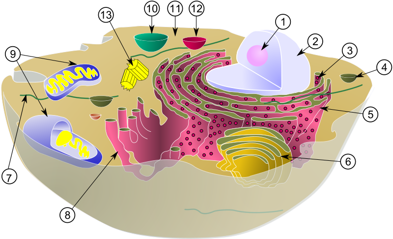 Citoplasma de una célula eucariota