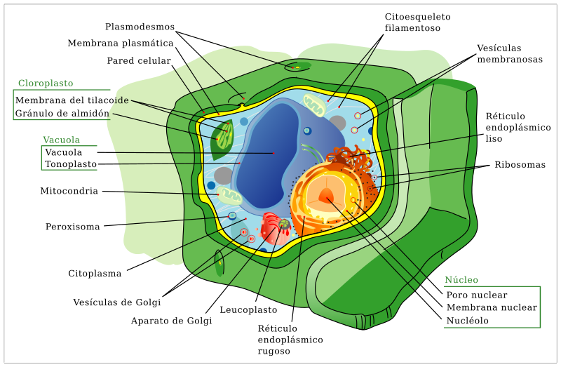 Célula eucariota típica de vegetal