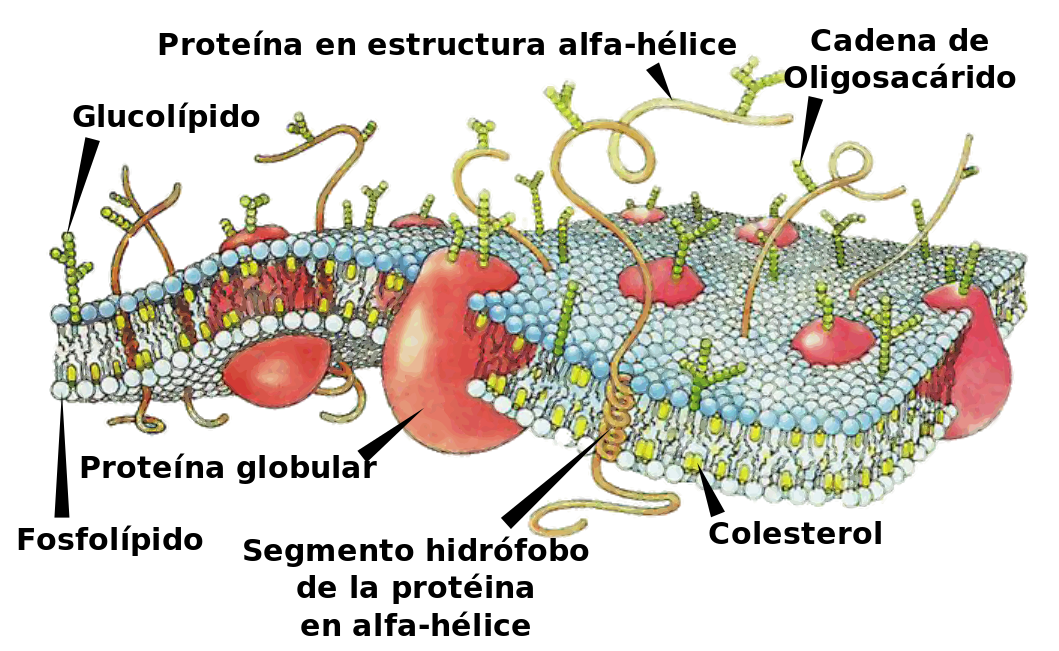 Membrana plasmática de una célula (eucariota)