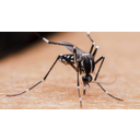 Aedes aegypti.