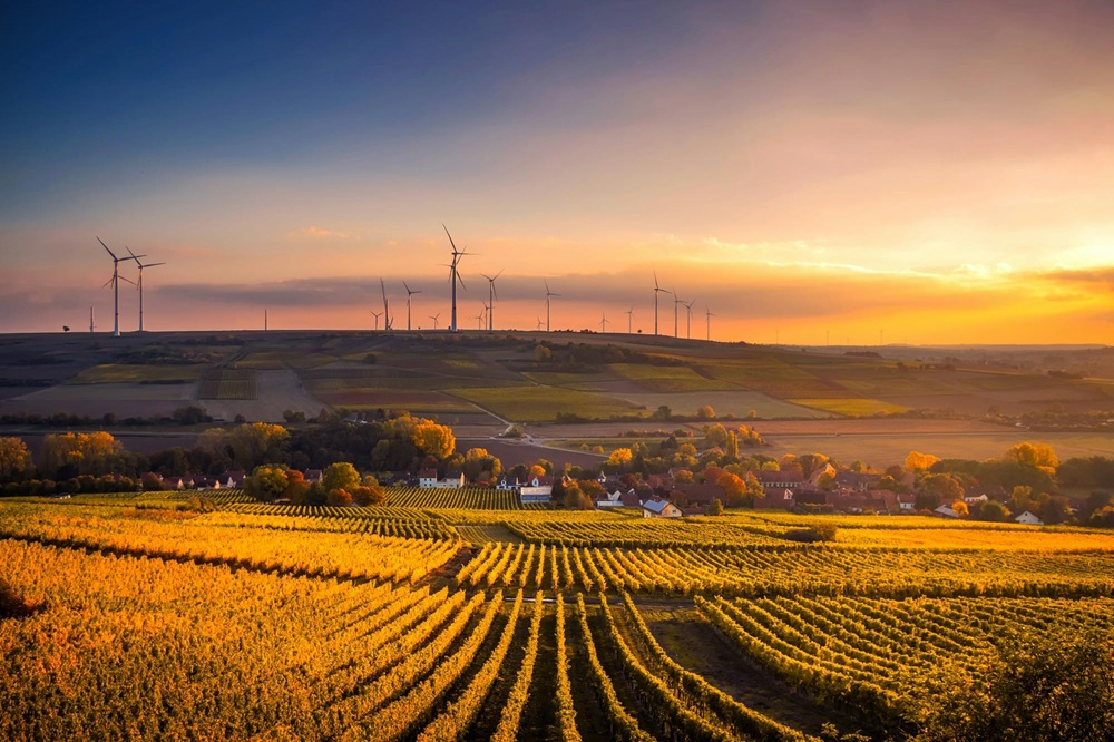 Imagen del campo con molinos de viento de fondo