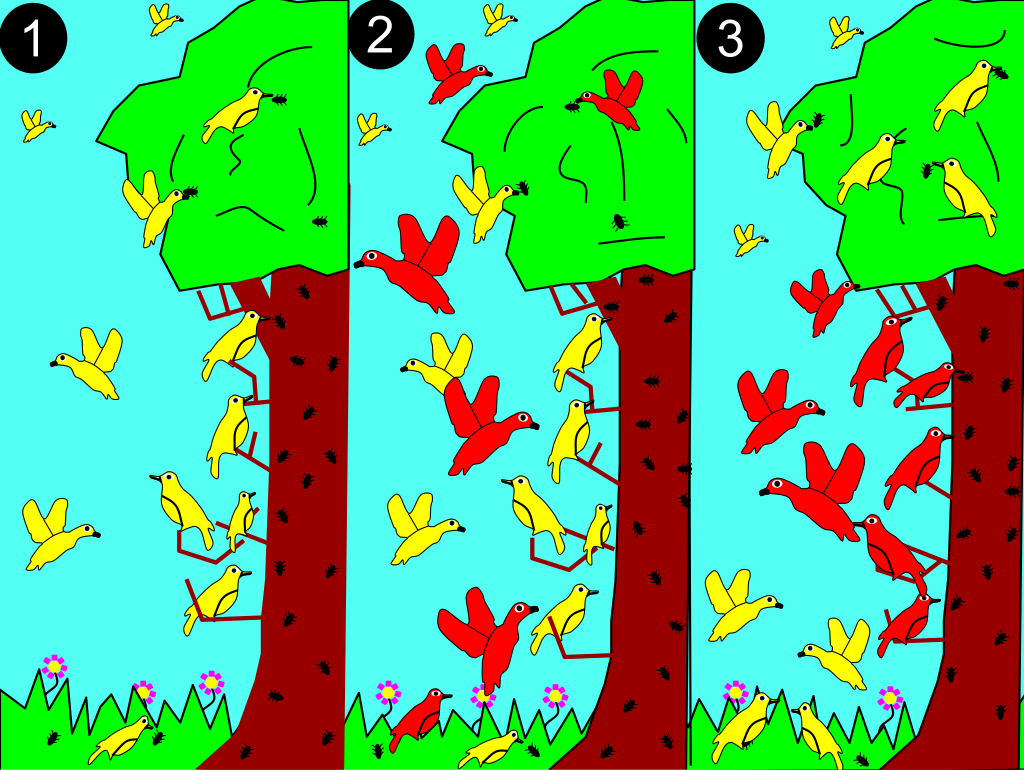 1: Una especie más pequeña de pájaros (amarilla) forrajea en todo el árbol. 2: Una especie más grande (roja) compite por recursos. 3: La especie roja domina los recursos más abundantes (el medio). La amarilla se adapta al nuevo nicho, evitando la competencia.