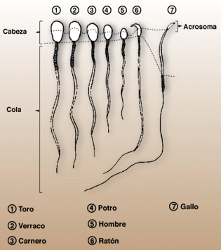 Espermatozoides de distintas especies