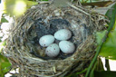 nido con huevos