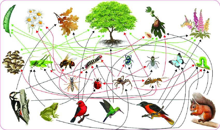 Animales