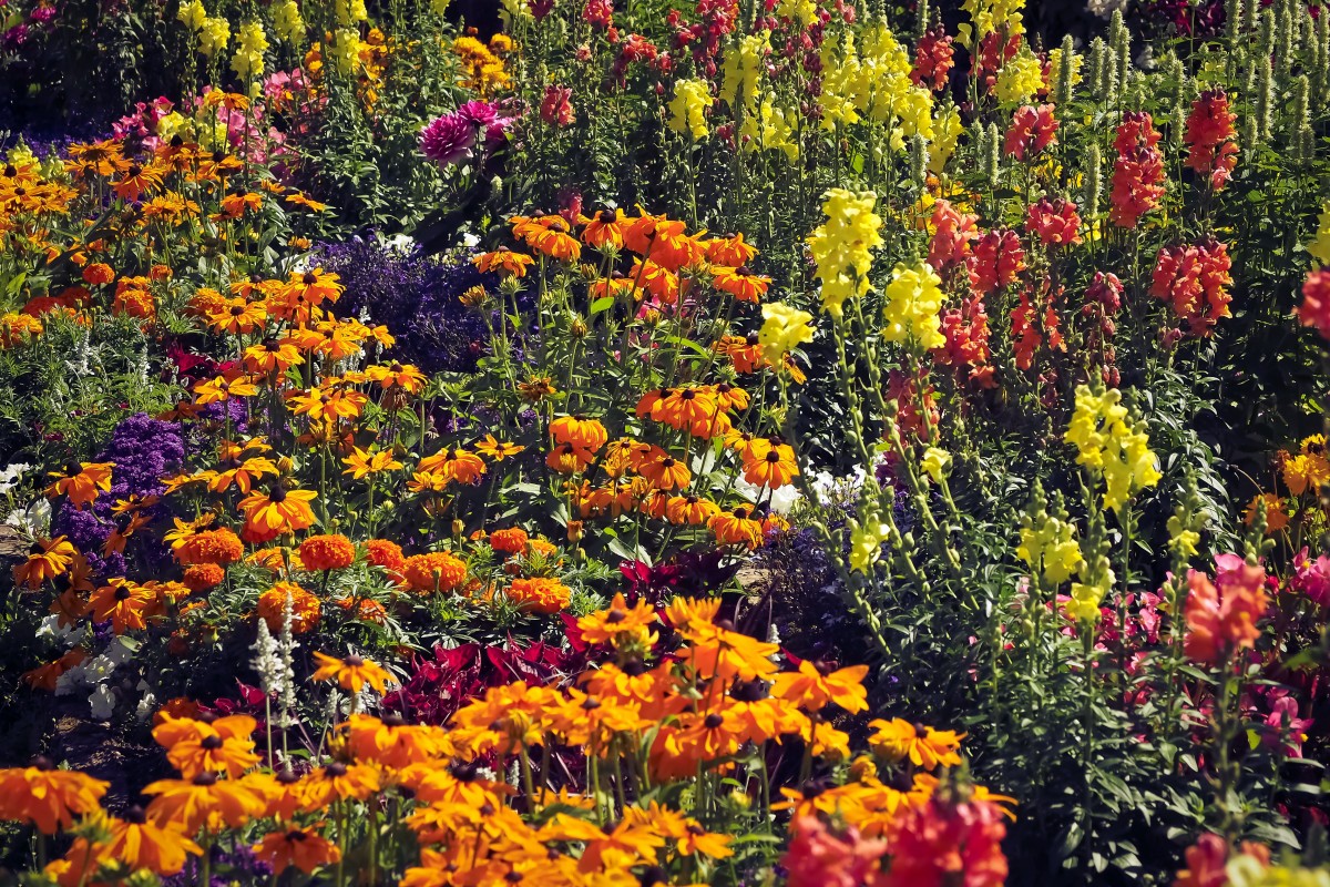 Flores