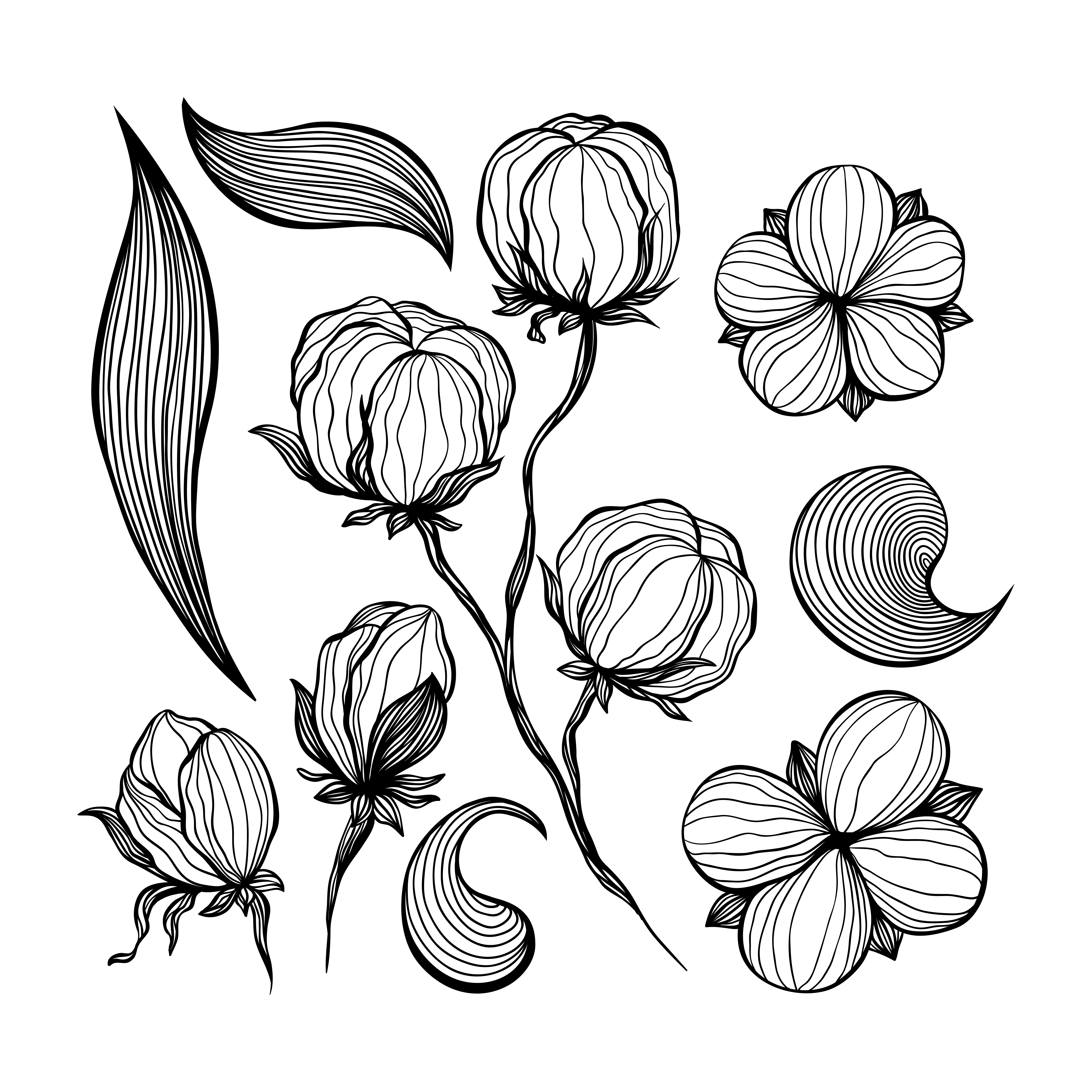 Dibujo de flores de algodón