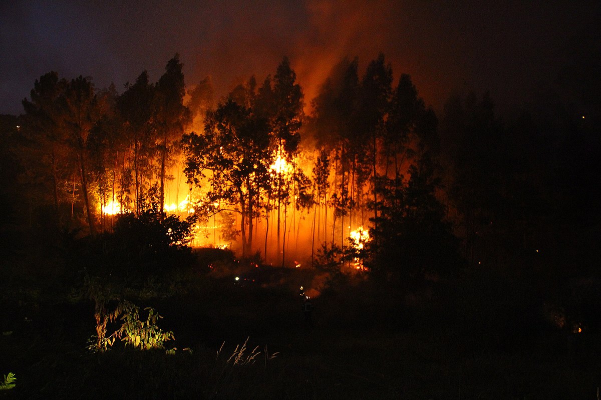 Fuego en el bosque