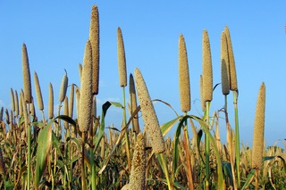 plantación de mijo